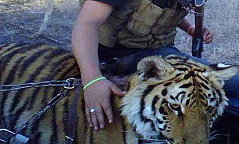 Experimentos y torturas con tigres de ‘Los Chapitos’