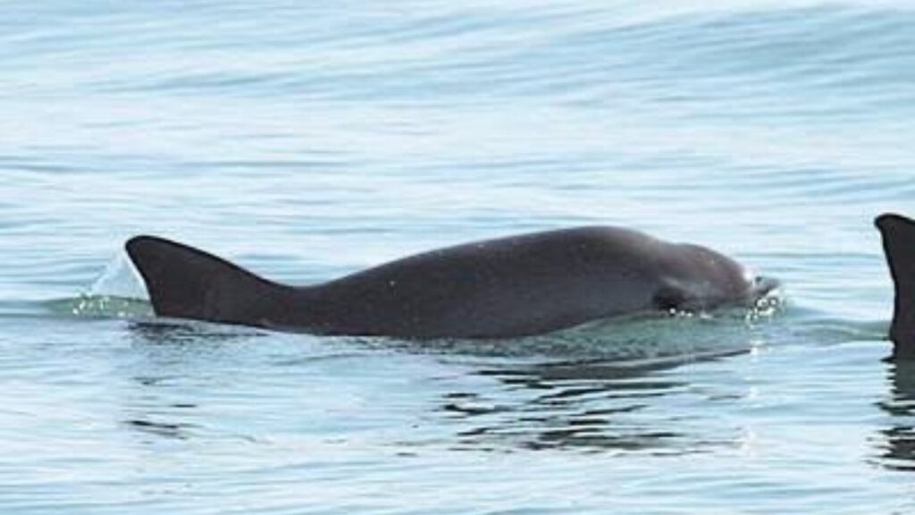 SEMAR presentó a la UNESCO los avances del Plan de Acción para la protección de la Vaquita Marina