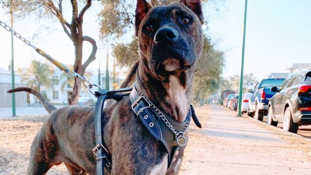 Tras ataques, Reino Unido prohibirá la raza canina American Bully XL