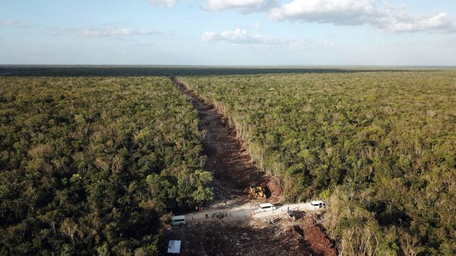 Ecocidio del Tren Maya: la obra requirió la tala de más de 10 millones de árboles en el sureste de México, dicen activistas