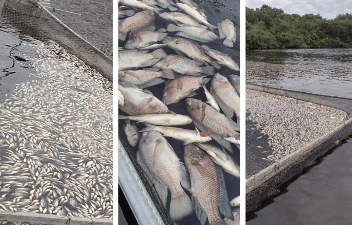 Mueren 90 mil mojarras en Veracruz por contaminación