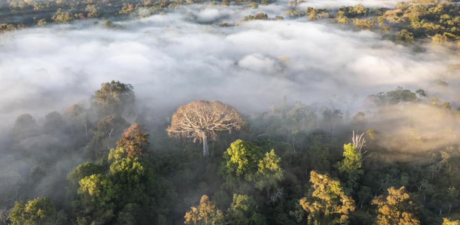 La Amazonia camina hacia el colapso para 2050 y alteraría el clima de todo el planeta