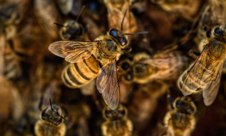Ataque de abejas deja una mujer intoxicada en Sinaloa