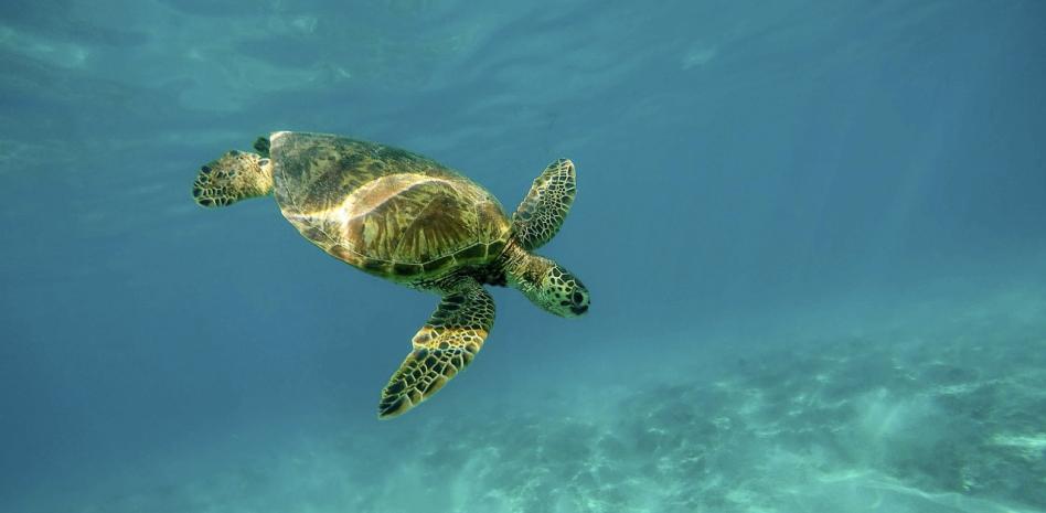 EU, país con mayor regulación para proteger biodiversidad y México, la nación con menos