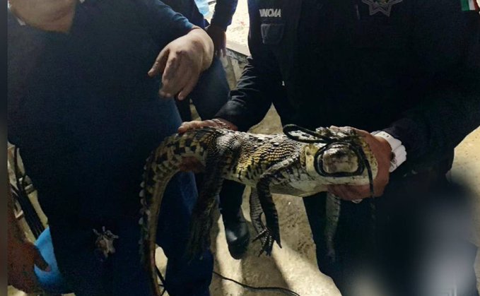 Capturan a cocodrilo de casi dos metros en calles de Hunucmá, Yucatán