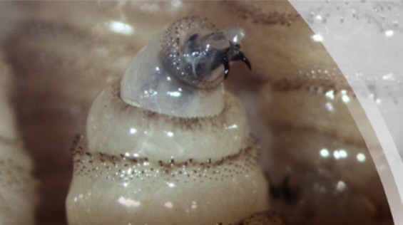 Intercepta Defensa 32 cargamentos de ganado con gusano barrenador