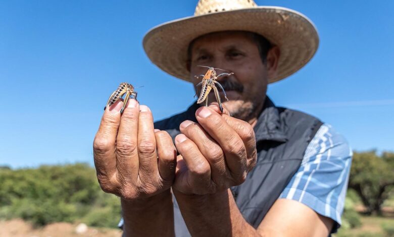 Plaga de chapulines en Zacatecas